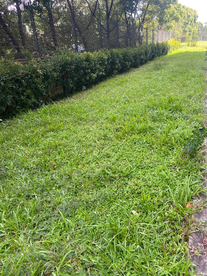 Grass cutting64884982746114110