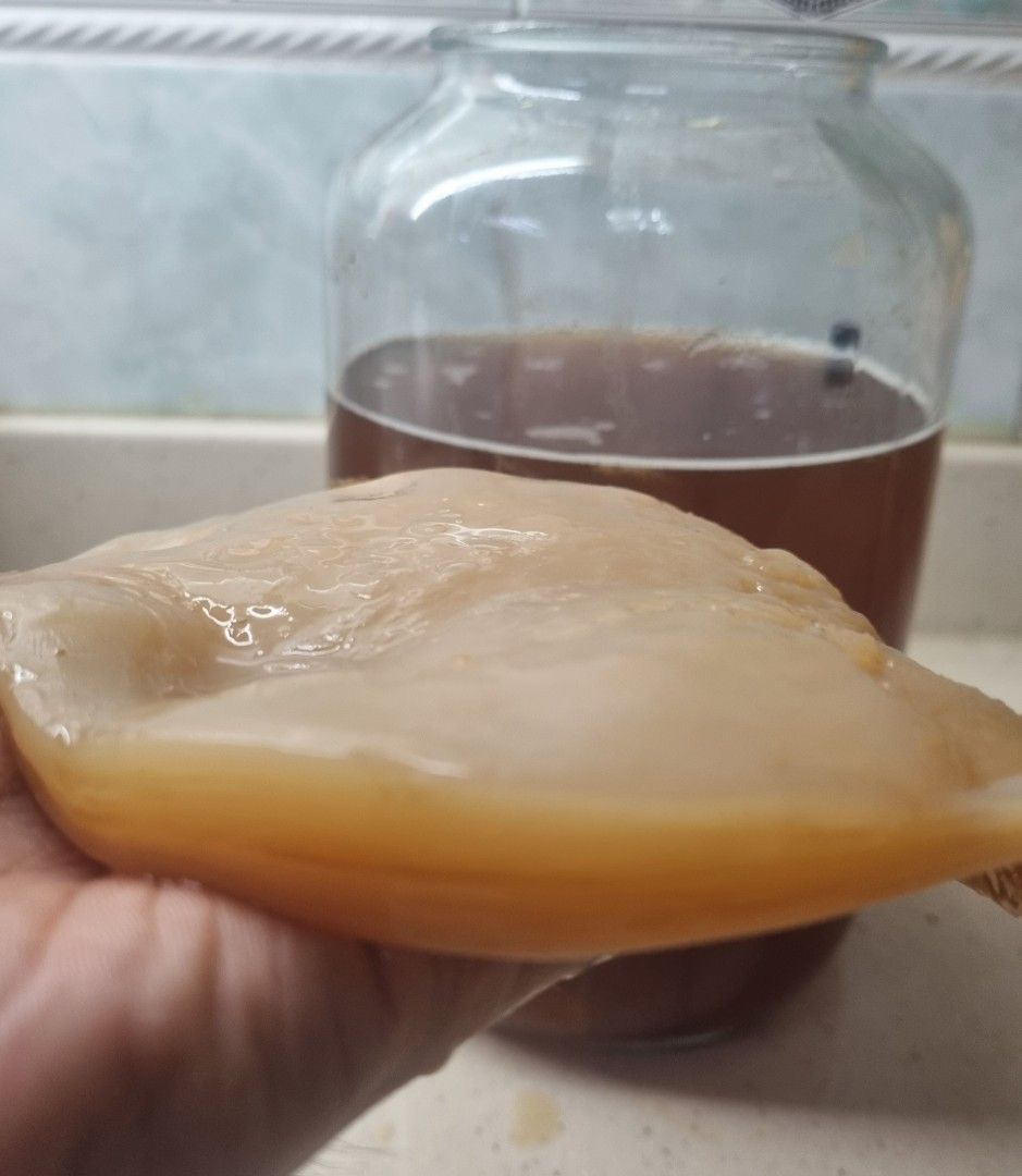 Happy Scobys Kombucha Starter Kits (6 inch Scoby and 500ml starter