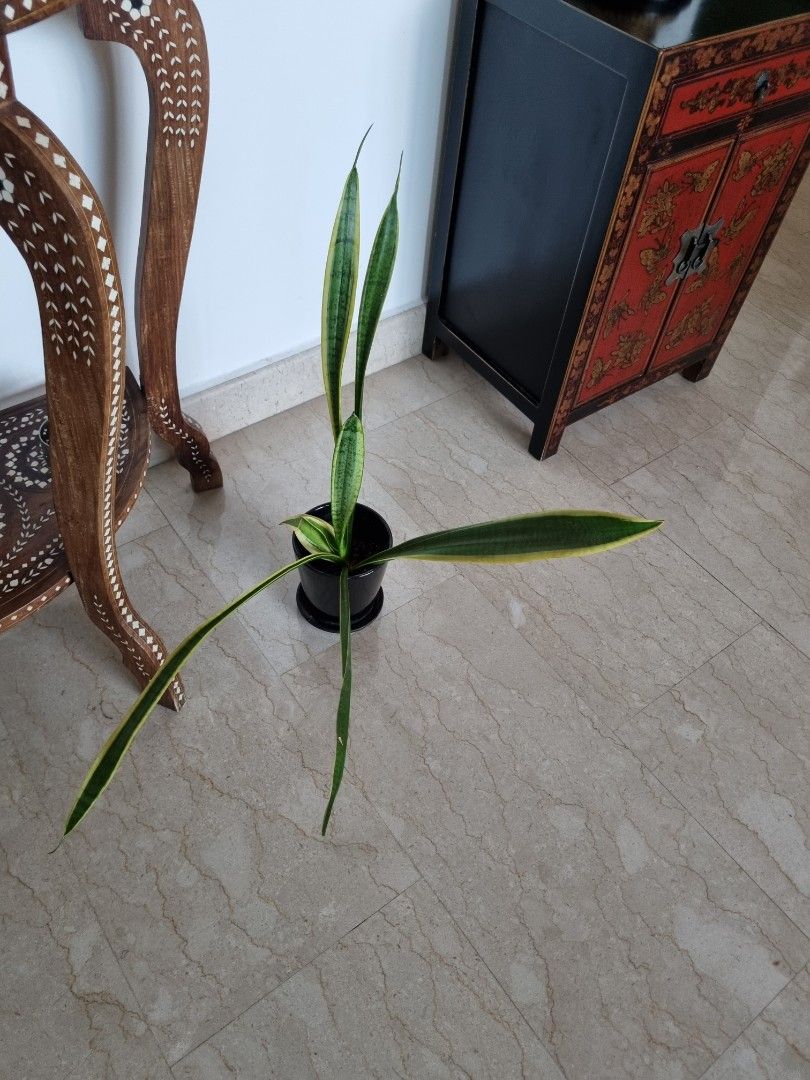 Indoor Plants for Sale Without Pots, Furniture & Home Living, Gardening