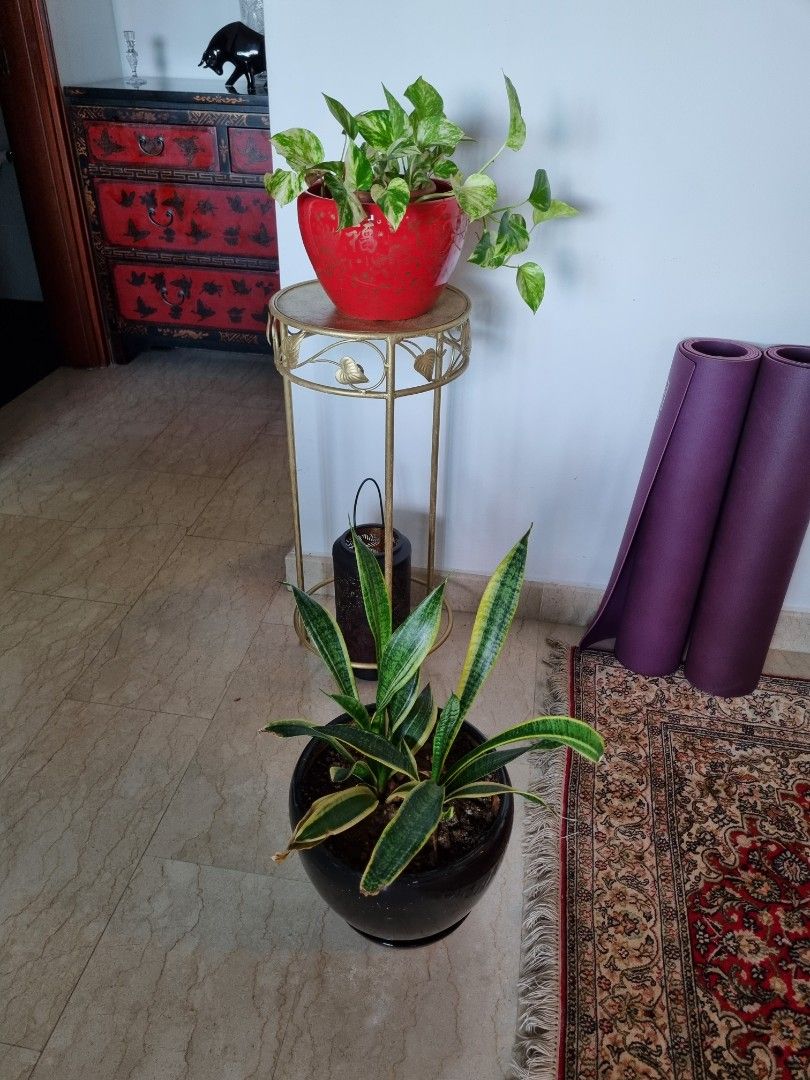 Indoor Plants for Sale Without Pots, Furniture & Home Living, Gardening