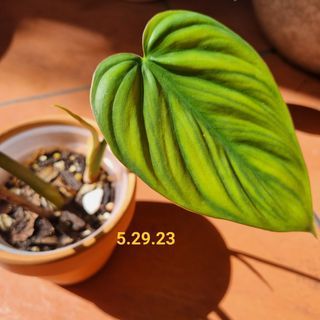 SP Columbia Philodendron