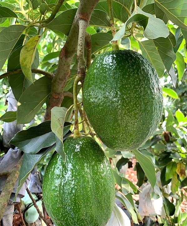 Taiwan Choquette Avocado, Furniture & Home Living, Gardening, Plants
