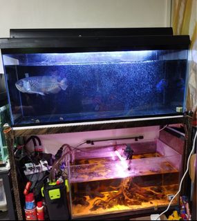 (Category: ) located in . Submitted by hun2chew (Listing ID 1229833538, Image 1). Description: .