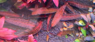(Category: ) located in . Submitted by nanachuai (Listing ID 1229920128, Image 1). Description: .