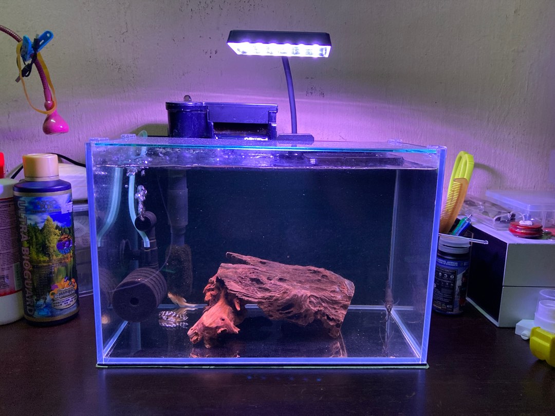 fish-tank-set-includes-all-inside-special-pleco-fish-pet-supplies