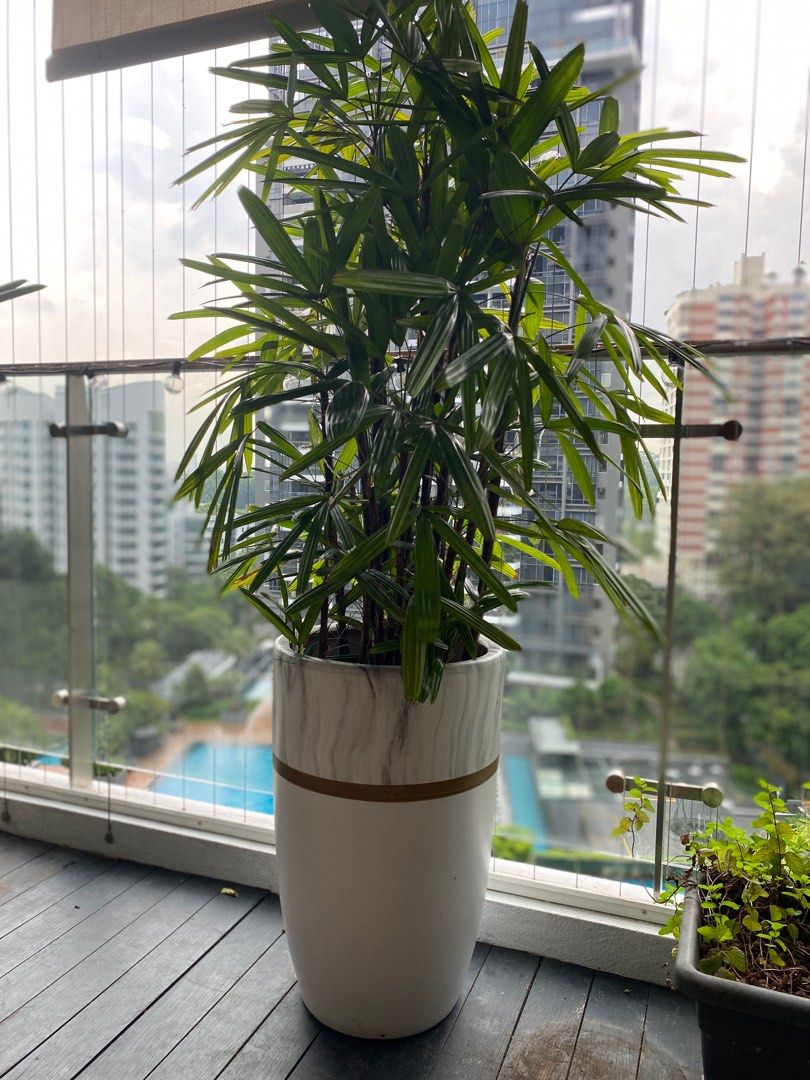 Large plant and pot, Furniture & Home Living, Gardening, Pots