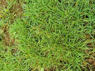 Rumput Jepang / Peking