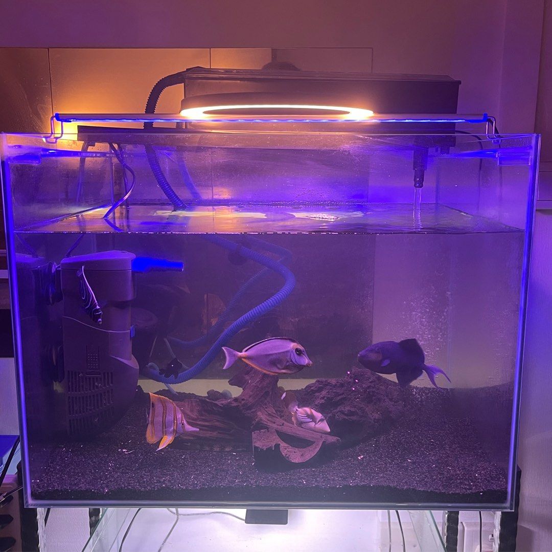 2ft fish tank, Pet Supplies, Homes & Other Pet Accessories on Carousell