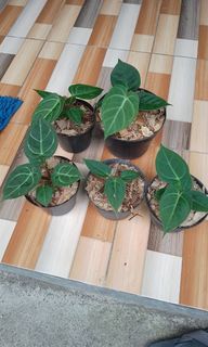 Anthurium domino x Velvet Moira
