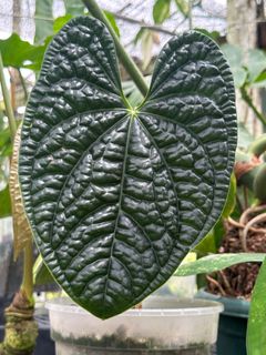 (Category: ) located in . Submitted by botanic_heaven (Listing ID 1234678607, Image 1). Description: .