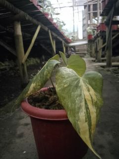 Anthurium Pterodactyl Variegated