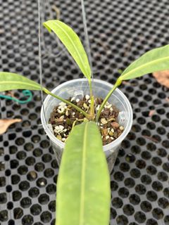 (Category: ) located in . Submitted by botanic_heaven (Listing ID 1234678856, Image 1). Description: .
