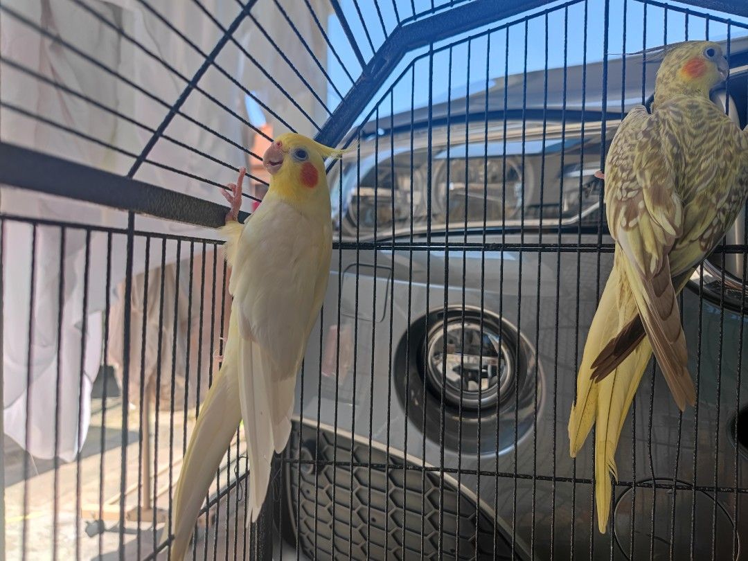 Diatomaceous earth and cockatiels hotsell