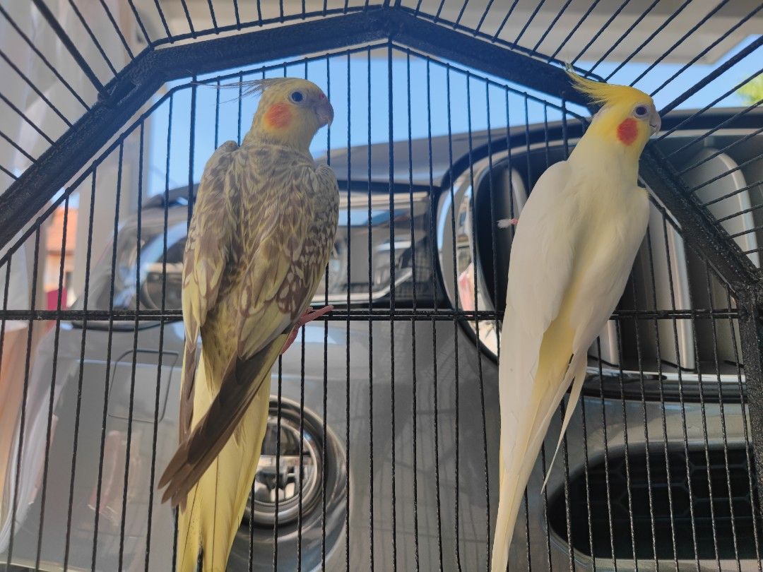 Diatomaceous earth clearance and cockatiels