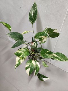 Epipremnum Pinnatum Albo