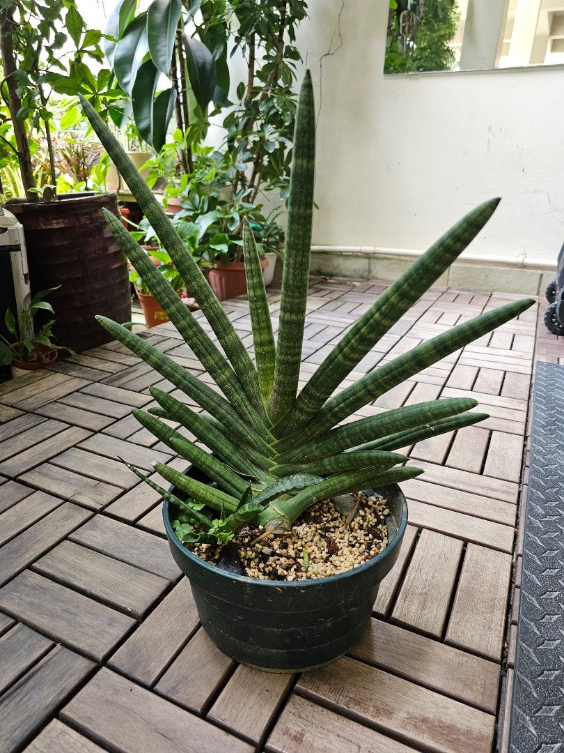 calathea stromanthe thalia Stromanthe thalia