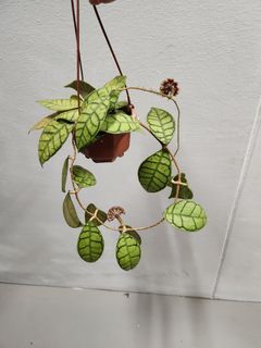 Hoya Callistophylla