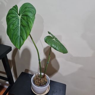 McDowell Philodendron