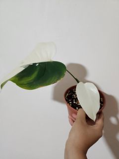Monstera Albo