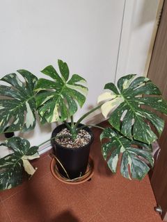 Monstera Thai Constellation big pot