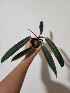 Philodendron Bicolor