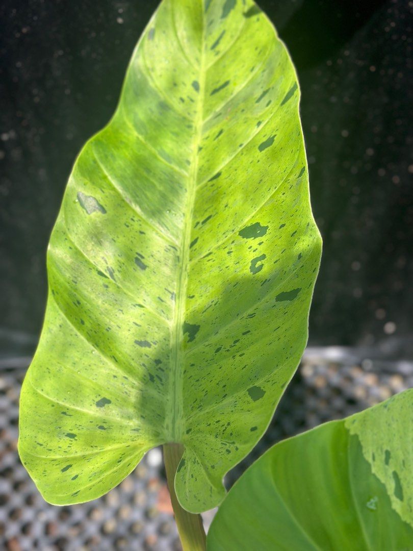 philodendron melinonii ruay saap variegated, Furniture & Home Living