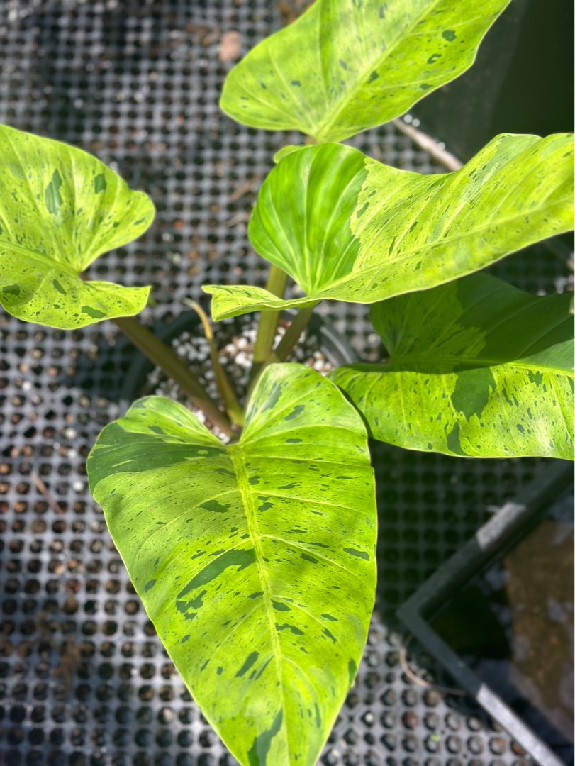 philodendron melinonii ruay saap variegated, Furniture & Home Living