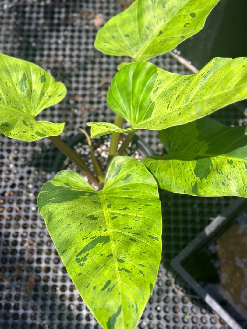 philodendron melinonii ruay saap variegated, Furniture & Home Living