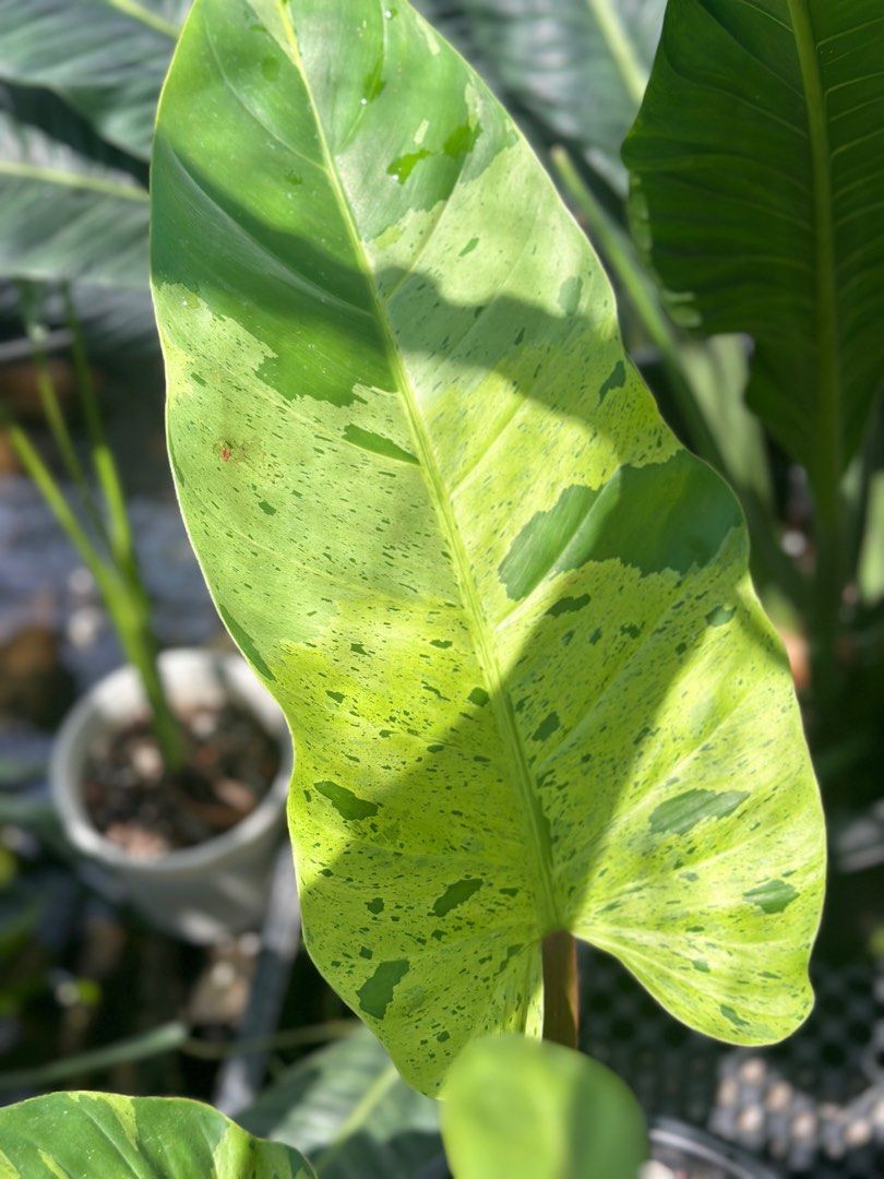 philodendron melinonii ruay saap variegated, Furniture & Home Living
