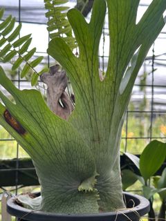 (Category: ) located in . Submitted by botanic_heaven (Listing ID 1234678792, Image 1). Description: .