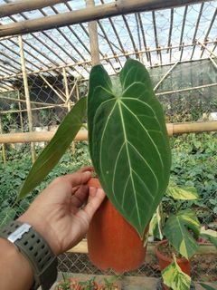 Anthurium papilaminum king of spades
