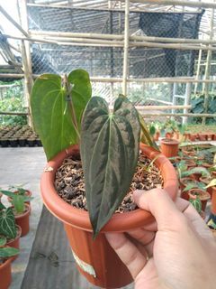 Anthurium Papillilaminum legend