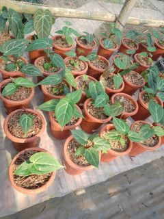 Anthurium x Papillilaminum narrow
