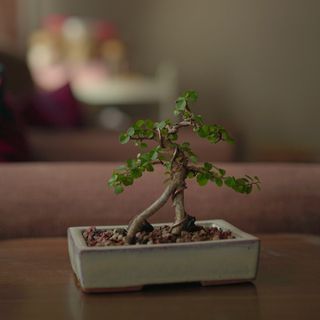Bonsai