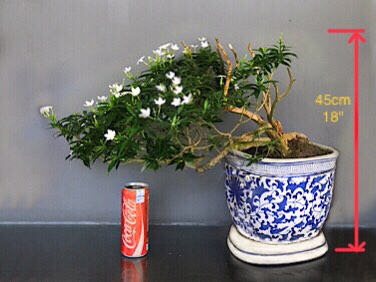 (Category: ) located in . Submitted by penjing (Listing ID 1234669622, Image 1). Description: .