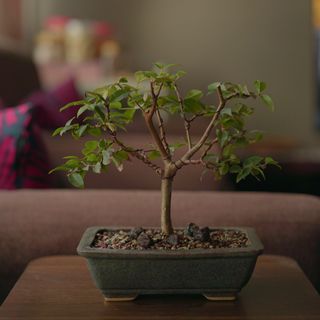 Brazilian Grape Tree Bonsai