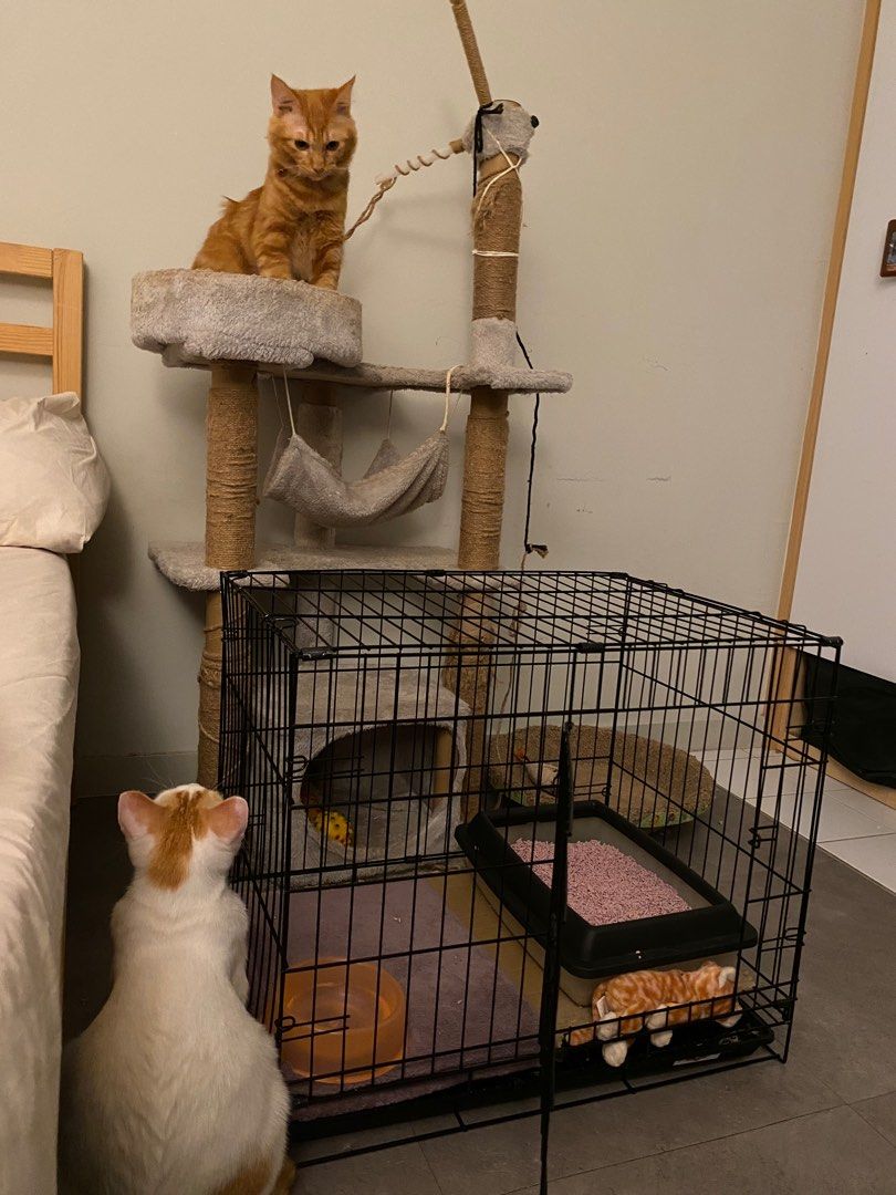 Cat condo deals crate