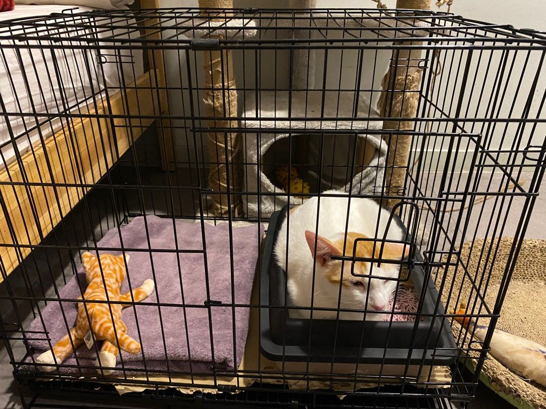 Cat on sale cage rest