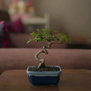 Chinese Elm Bonsai