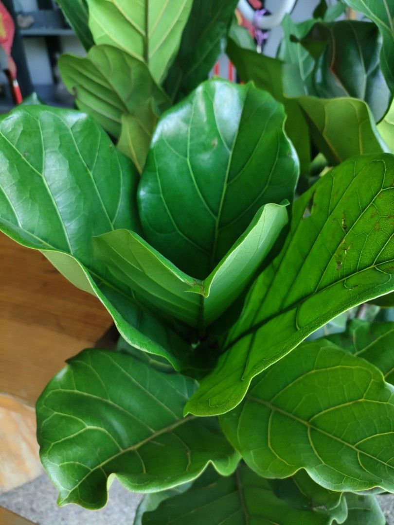 Fiddler Leaf fig tree, Furniture & Home Living, Gardening, Plants