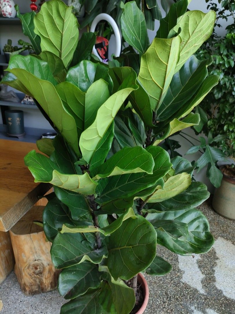 Fiddler Leaf fig tree, Furniture & Home Living, Gardening, Plants
