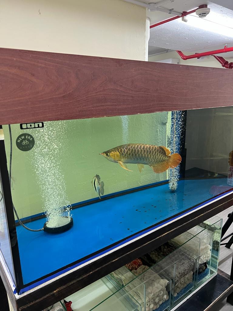 Fish tank full set , Pet Supplies, Homes & Other Pet Accessories on