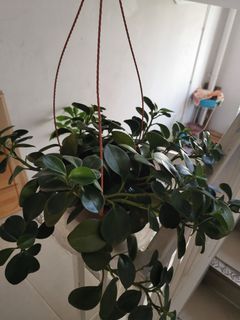 Peperomia plant (with many drops)