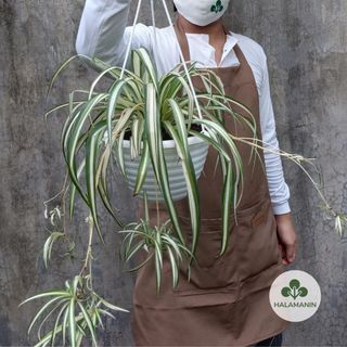 Spider Plant ( In White Hanging Pot)