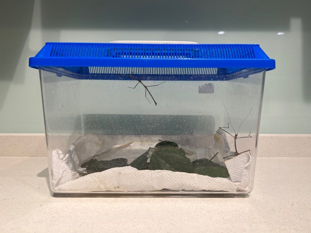 Stick insect enclosure, Pet Supplies, Homes & Other Pet Accessories on