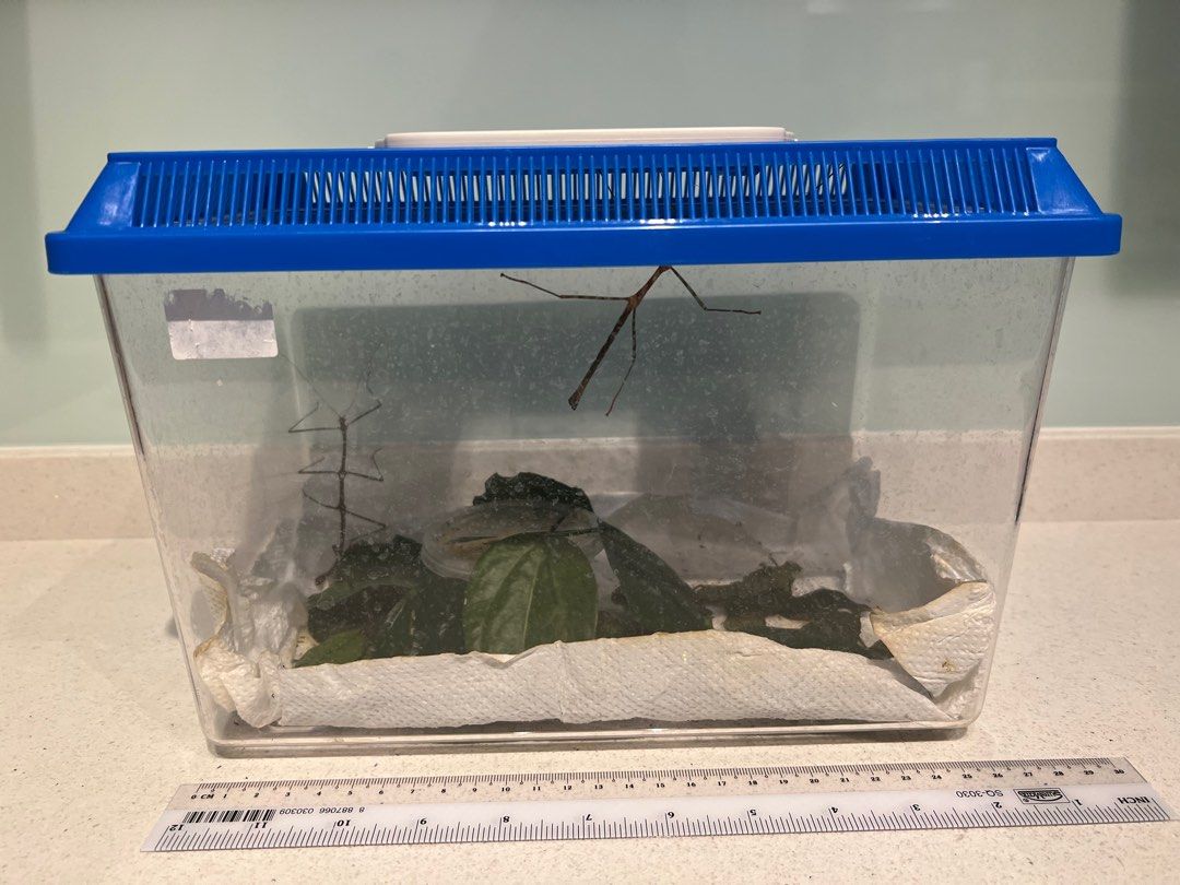 Stick insect enclosure, Pet Supplies, Homes & Other Pet Accessories on