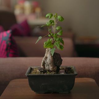Trident Maple Bonsai