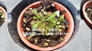 毛氈苔.食蟲植物.台南