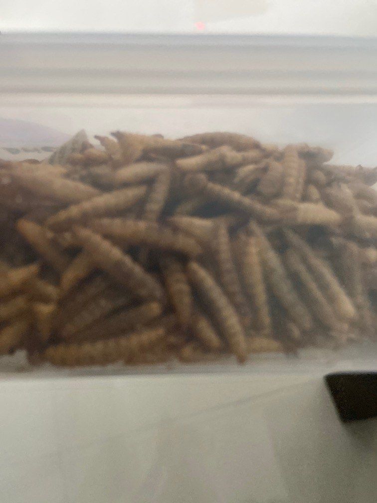 Dried mealworms for hamsters, Pet Supplies, Pet Food on Carousell