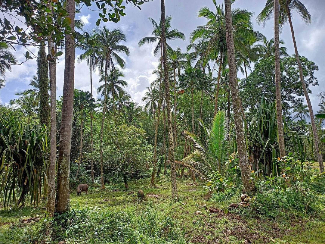 Farm Lot (Lucban, Quezon), Property, For Sale, Lot on Carousell